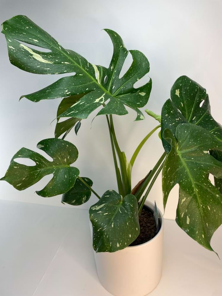 Monstera Potted Plant
